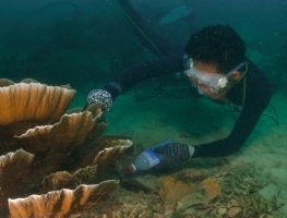 Cyanide used by this fisherman not only affects targeted fishing areas, but can be widely spread to other areas through water currents.
