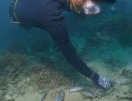 A fishermen collecting stunned fish after being poisoned by cyanide.