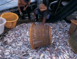 Trawler catch from local waters. Trawlers are a significant driver to overfishing in Malaysia. It uses a highly efficient fishing method that sweeps up marine life forms incapable of escaping from the net and damages sea beds.